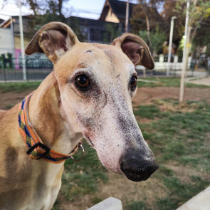 Javier - Ayudante en Fundación Cloe